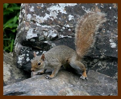 gray-squirrel 7-8-08 4d019b.JPG