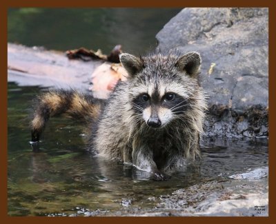raccoon-young 7-10-08 4d347b.JPG