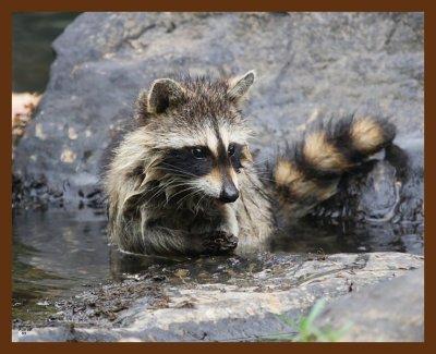 raccoon-young 7-10-08 4d294b.JPG
