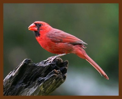cardinal 7-11-08 4d466b.JPG
