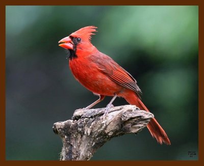 cardinal 7-10-08 4d380b.JPG