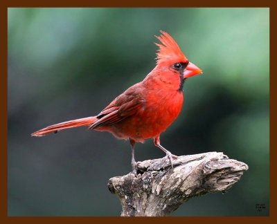 cardinal 7-10-08 4d379b.JPG