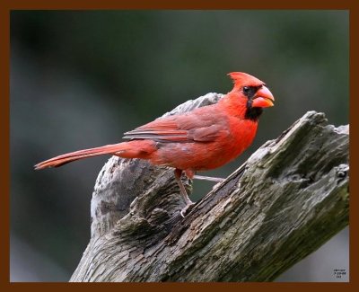 cardinal 7-10-08 4d401b.JPG