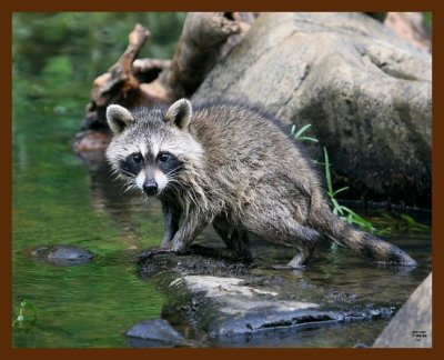raccoon-young 7-8-08 4d917b.JPG