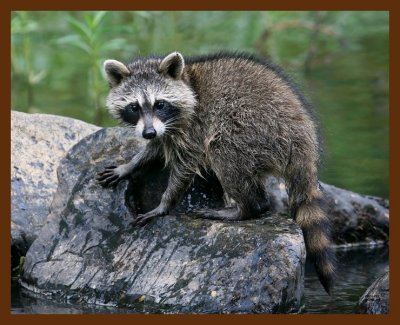 raccoon-young 7-8-08 4d880b.JPG
