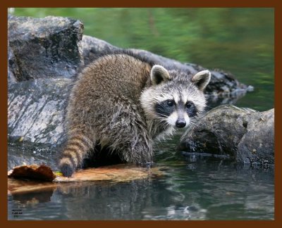raccoon-young 7-8-08 4d883b.JPG