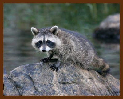 raccoon-young 7-12-08 4d545b.JPG