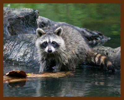 raccoon-young 7-8-08 4d884b.JPG