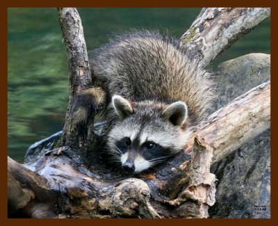 raccoon-young 7-13-08 4d659b.JPG