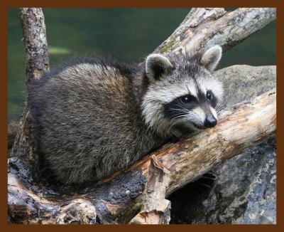 raccoon-young 7-9-08 4d159b.JPG