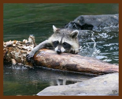 raccoon-young 7-8-08 4d975b.JPG