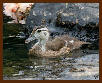 wood-duck-young 7-10-08 4d432b.JPG