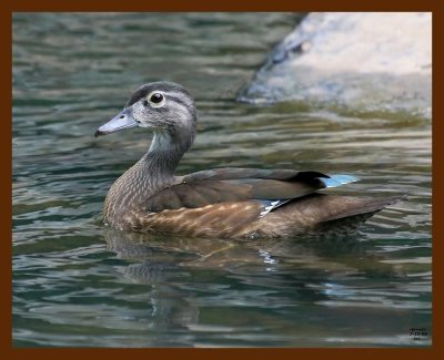 wood-duck-young 7-10-08 4d437b.JPG