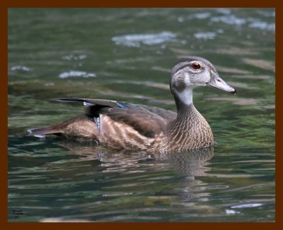 wood-duck-young 7-10-08 4d443b.JPG