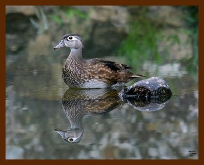 wood-duck 7-14-08 4d855b.JPG