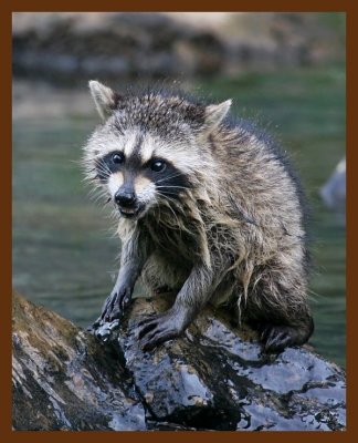 raccoon-young 7-3-08 4d432b.JPG