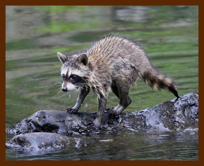 raccoon-young 7-10-08 4d302b.JPG