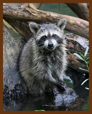 raccoon-young 7-10-08 4d327b.JPG
