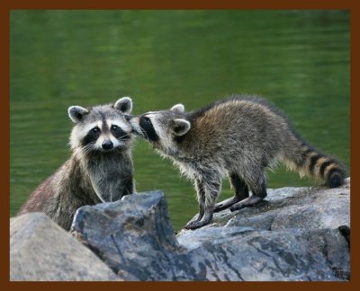 raccoon-young 7-17-08 4d484b.JPG