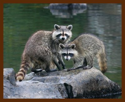 raccoon-young 7-18-08 4d519b.JPG