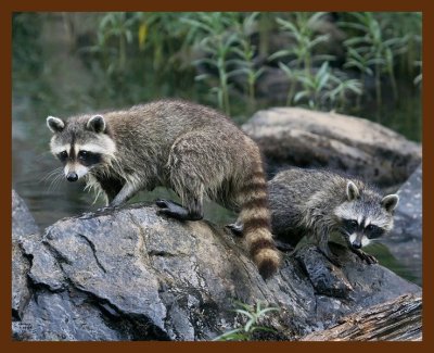 raccoon-young 7-19-08 4d826b.JPG