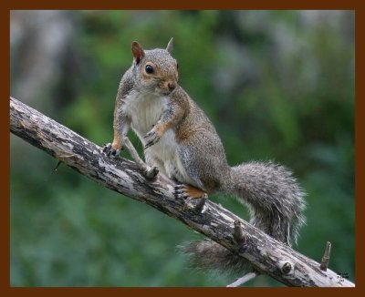 gray-squirrel 7-18-08 4d622b.JPG