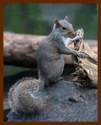 gray-squirrel 7-19-08 4d775b.JPG