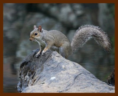 gray-squirrel 7-18-08 4d624b.JPG