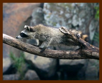 raccoon-young 7-20-08 4d971b.JPG