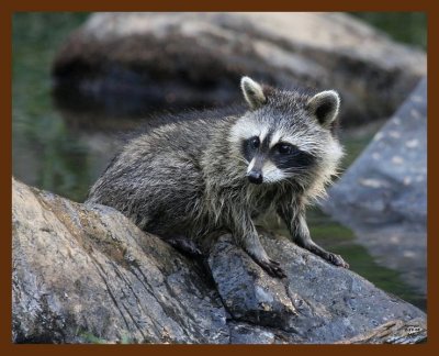 raccoon-young 7-19-08 4d828b.JPG