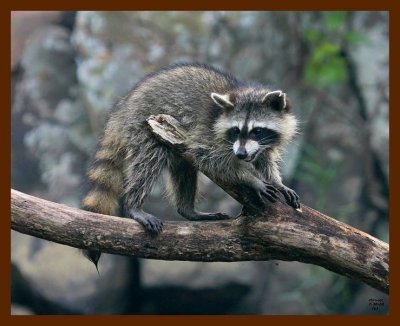 raccoon-young 7-20-08 4d946b.JPG