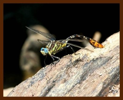 dragonfly-(flag-tailed spinylegs) 7-20-08 4d049b.JPG
