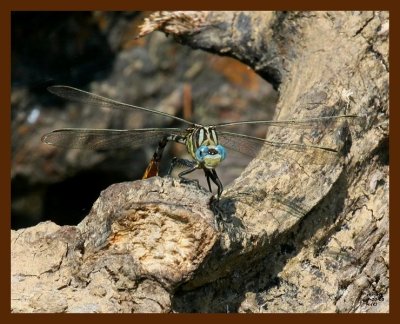 dragonfly-(flag-tailed spinylegs) 7-20-08 4d035b.JPG