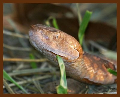 copperhead 7-23-08 4d105b.JPG