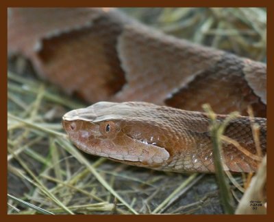 copperhead 7-23-08 4d108b.JPG
