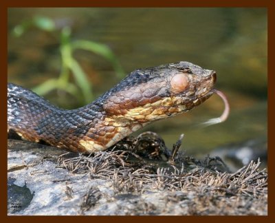 cottonmouth 7-23-08 4d303b.JPG