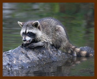 raccoon-young 7-17-08 4d326b.JPG