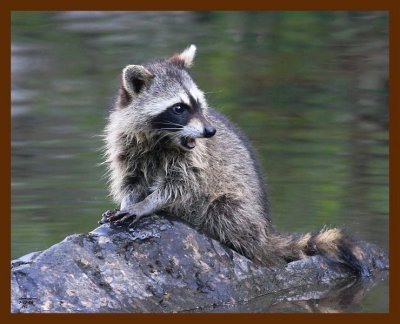 raccoon-young 7-17-08 4d332b.JPG