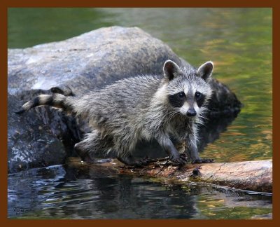 raccoon-young 7-17-08 4d430b.JPG