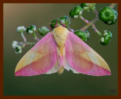 moth-(rosy maple) 7-26-08 4d510b.JPG