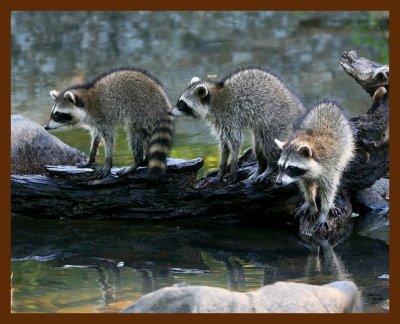 raccoon-young 7-24-08 4d393b.JPG