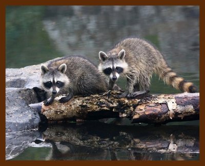 raccoon-young 7-20-08 4d924b.JPG