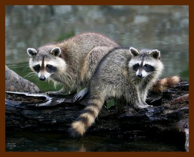 raccoon-young 7-27-08 4d710b.JPG