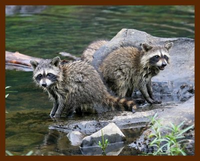 raccoon-young 7-10-08 4d315b.JPG