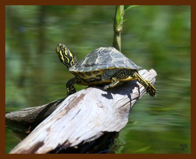 turtle-young cooter 7-16-08 4d261b.JPG