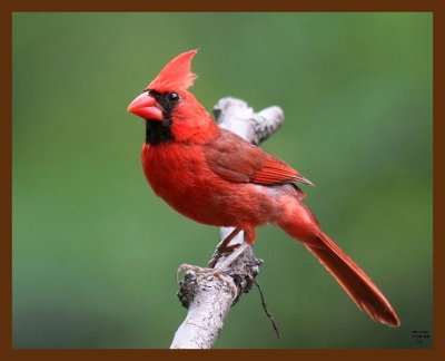 cardinal 7-8-08 4d989b.JPG