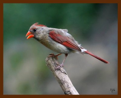 cardinal 7-18-08 4d604b.JPG