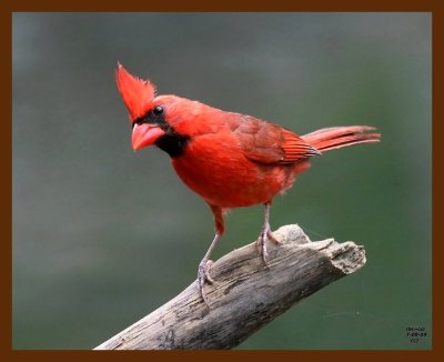 cardinal 7-8-08 4d983b.JPG