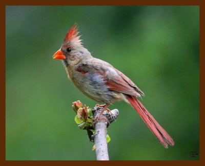 cardinal 7-27-08 4d725b.JPG