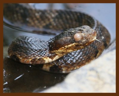 cottonmouth 7-23-08 4d260b.JPG